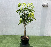 Mango Plant "Sindhri Pakistan" One of The World's Best Mangoes - Greensouq - 