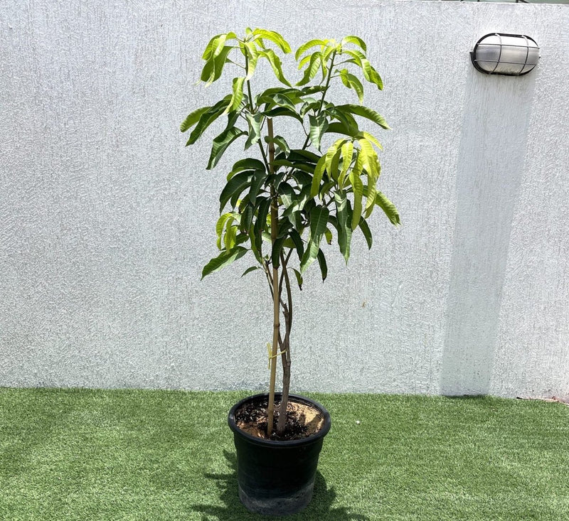 Mango Plant "Sindhri Pakistan" One of The World's Best Mangoes - Greensouq - 