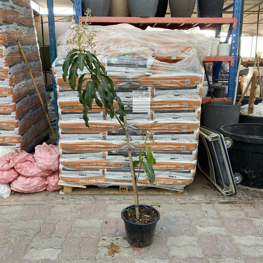 Mango Thai Red 1.5 - 2.0m - Greensouq - 