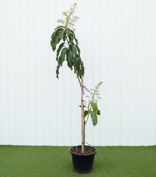 Mango Thai Red 1.5 - 2.0m - Greensouq - 