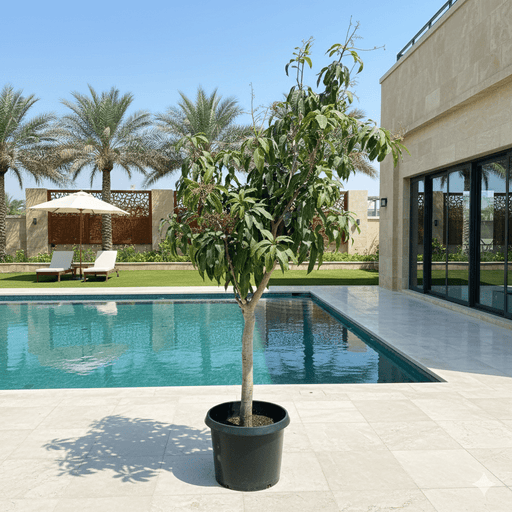 Mango Thailand Grafted 230 - 250cm - Greensouq - 