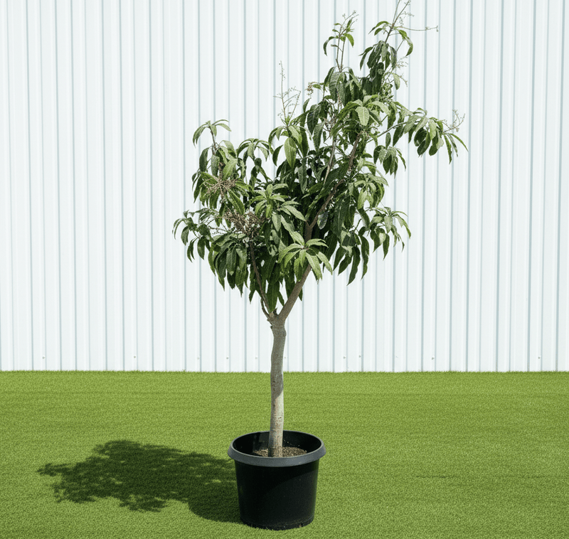 Mango Thailand Grafted 230 - 250cm - Greensouq - 