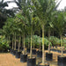 Veitchia merrillii “Manila Palm” 2.0 – 2.5m