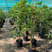 Manilkara Zapota Or Chikoo Tree شجرة الشيكو - Greensouq -