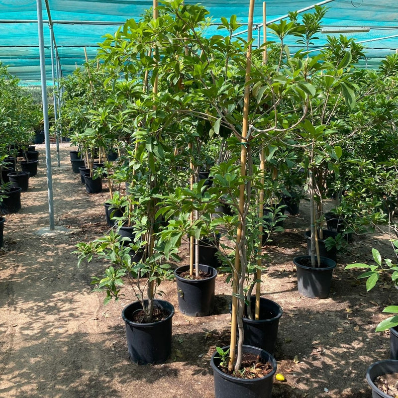 Manilkara Zapota Or Chikoo Tree شجرة الشيكو - Greensouq -