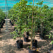 Manilkara Zapota Or Chicko Thai شجرة الشيكو - Greensouq - 