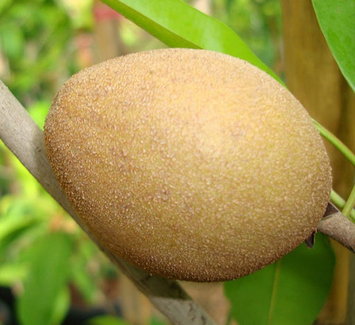 Manilkara Zapota Or Chicko Thai شجرة الشيكو - Greensouq - 