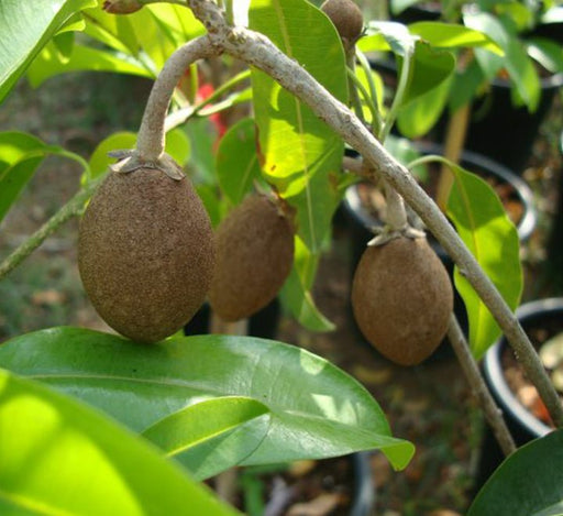 Manilkara Zapota Or Chicko Thai شجرة الشيكو - Greensouq - 