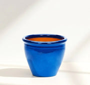 Manilkara Zapota Or Chikoo Tree شجرة الشيكو - Greensouq - 