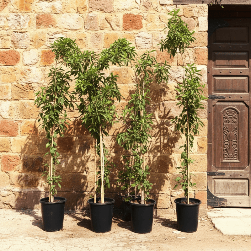 Manilkara Zapota Or Chikoo Tree شجرة الشيكو - Greensouq - 