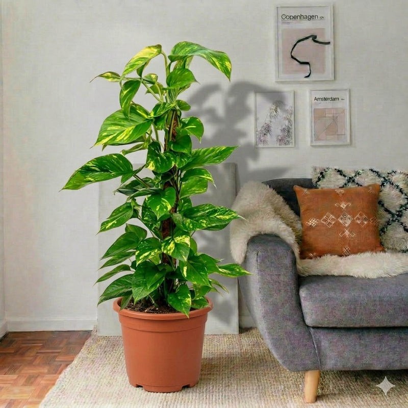 marble money plant Marble Queen Money Plant