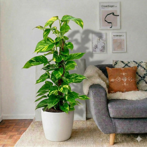 Marble Queen Money Plant - The Key to Prosperity - Greensouq - 