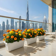 MariGold Flowers in rectangular plastic pot - Greensouq - 