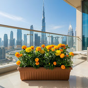 MariGold Flowers in rectangular plastic pot - Greensouq - 