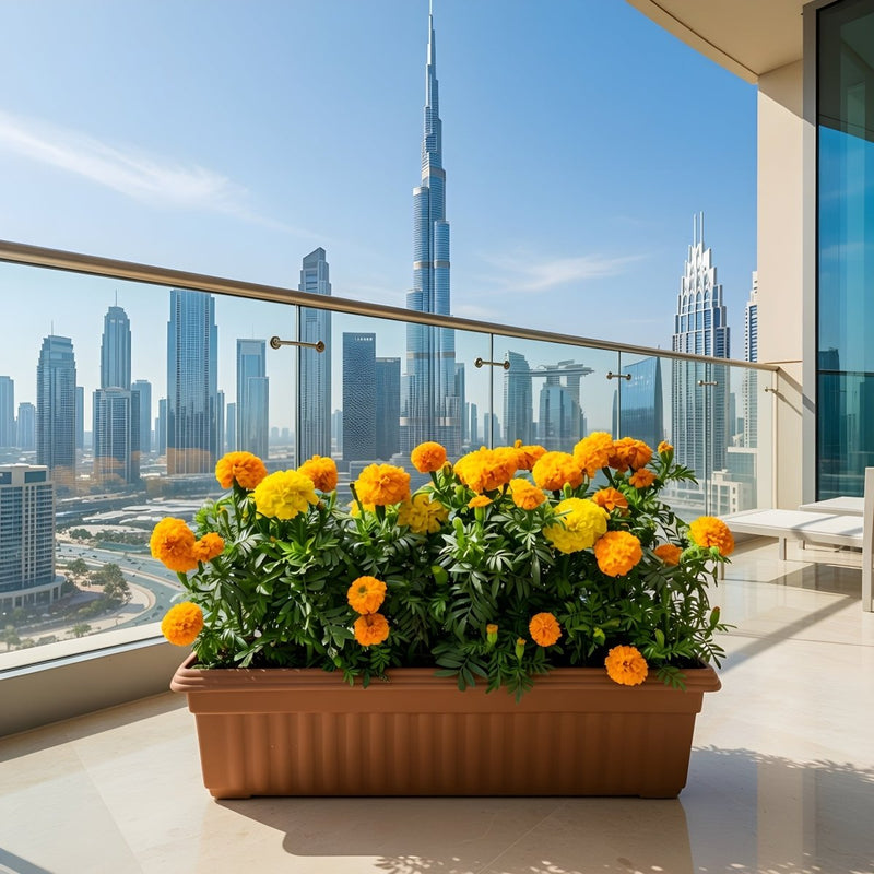 MariGold Flowers in rectangular plastic pot - Greensouq - 