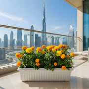 MariGold Flowers in rectangular plastic pot - Greensouq - 