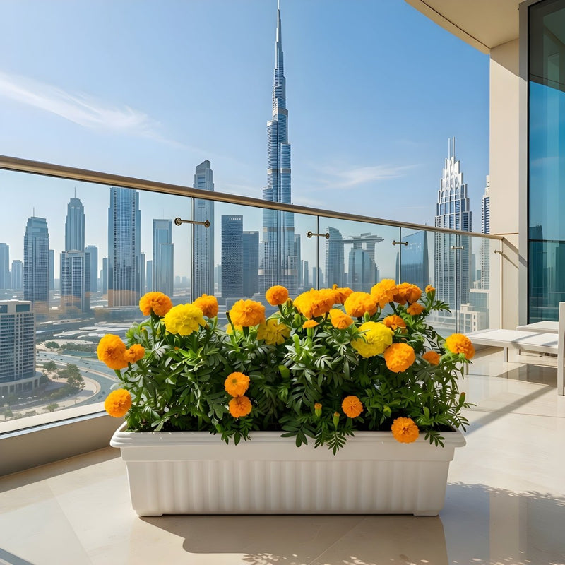 MariGold Flowers in rectangular plastic pot - Greensouq - 