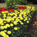 Marigold Plant - Greensouq - 