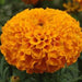 Marigold Plant - Greensouq - 
