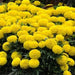 Marigold Plant - Greensouq - 