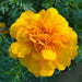 Marigold Plant - Greensouq - 