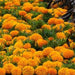 Marigold Plant - Greensouq - 