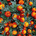 Marigold Plant - Greensouq - 
