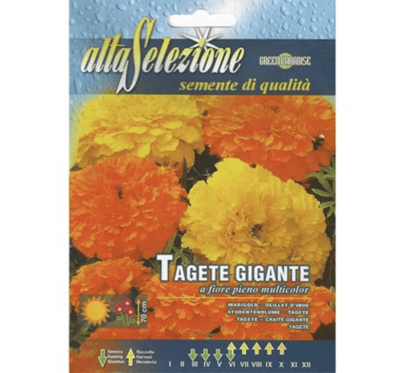 Giant Marigold Seeds "Tagete Gigante a Fiore Pieno Multicolor" by Alta Selezione - Greensouq -
