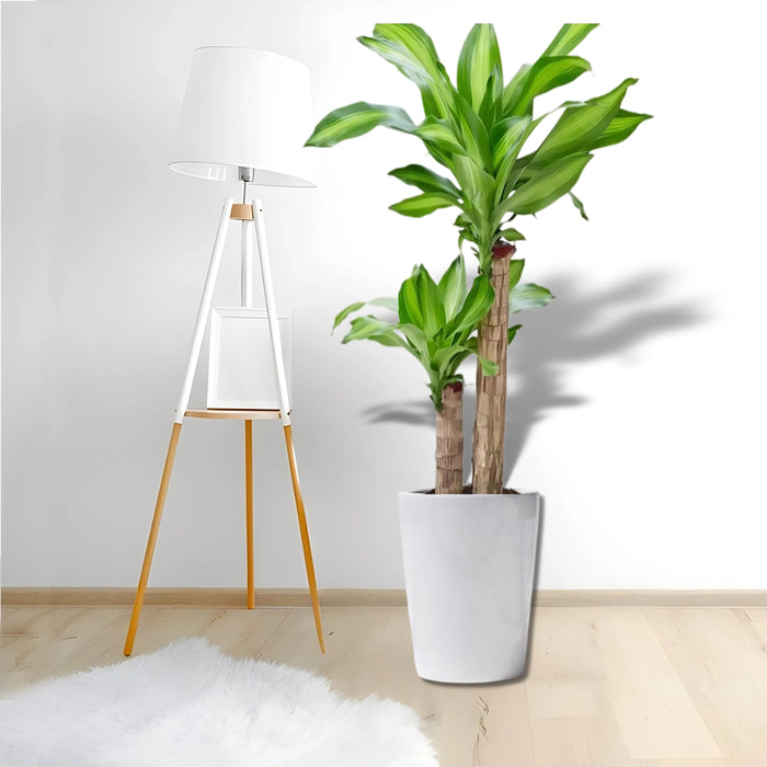 Dracaena Fragrans  "Massangeana"