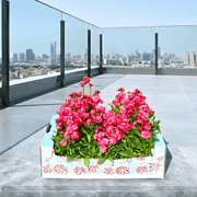 Matthiola Incana (Stock Flower) – Fragrant, Double - Bloom Ornamental Garden Plants - Greensouq - 