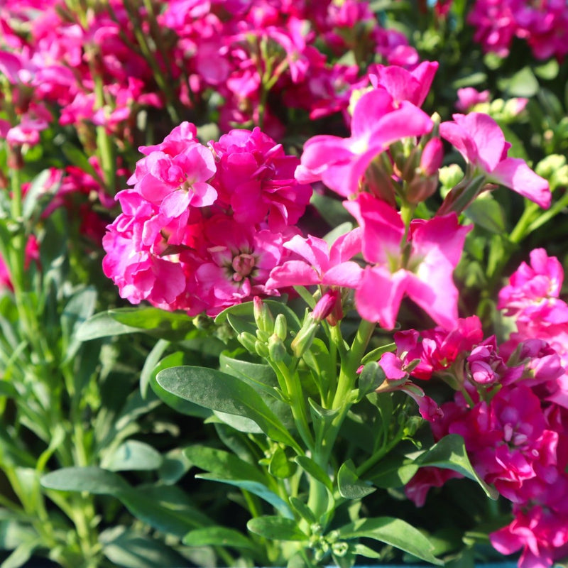 Matthiola Incana (Stock Flower) – Fragrant, Double - Bloom Ornamental Garden Plants - Greensouq - 
