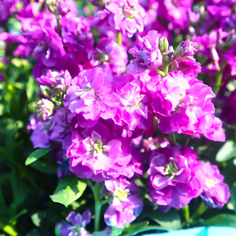 Matthiola Incana (Stock Flower) – Fragrant, Double - Bloom Ornamental Garden Plants - Greensouq - 
