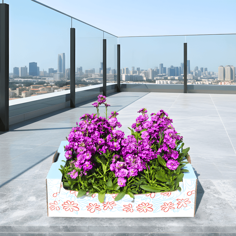 Matthiola Incana (Stock Flower) – Fragrant, Double - Bloom Ornamental Garden Plants - Greensouq - 