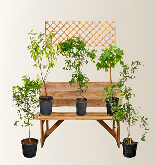 Mediterranean Fruit Plant Bundle (Lemon 1 - 1.2m | Orange 1 - 1.5m | Guava 1.2 - 1.5m | Pomegranate 1.2 - 1.5m | Fig 2.5 - 3m) - Greensouq - 