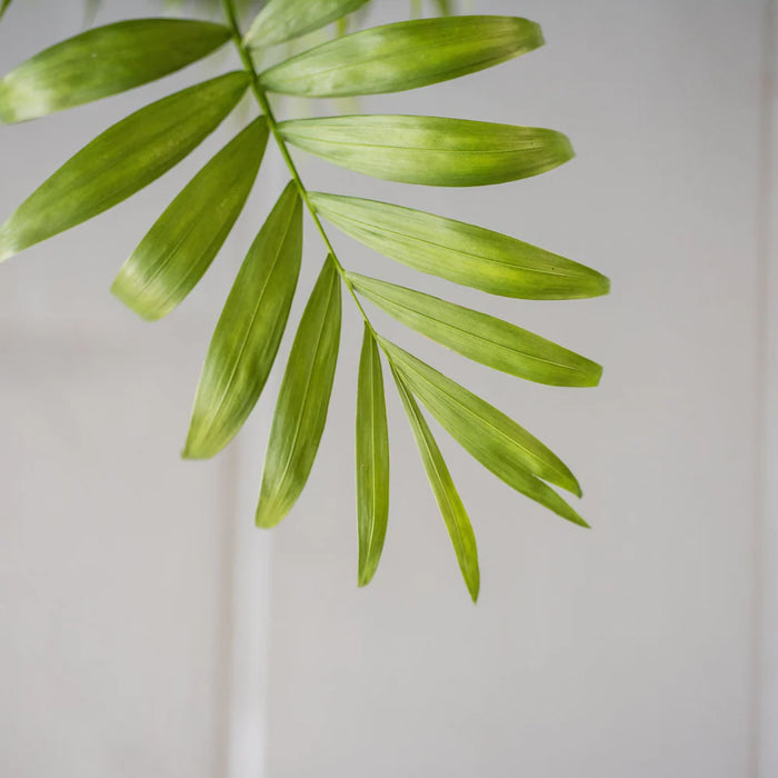 Chamaedorea Elegans, Parlour Palm or Bamboo Palm