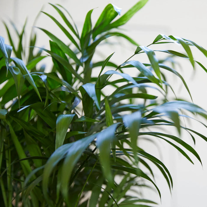 Chamaedorea Elegans, Parlour Palm or Bamboo Palm