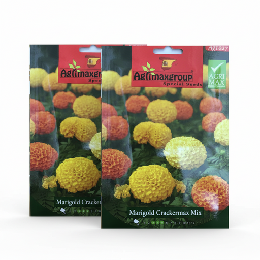 Marigold Flower Seeds | Merigold Crackermax Flower Seeds by Agrimax Spain - Greensouq -