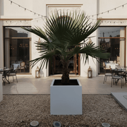Mexican Fan Palm in Square Pot 40x40Washingtonia Robusta - Greensouq - 