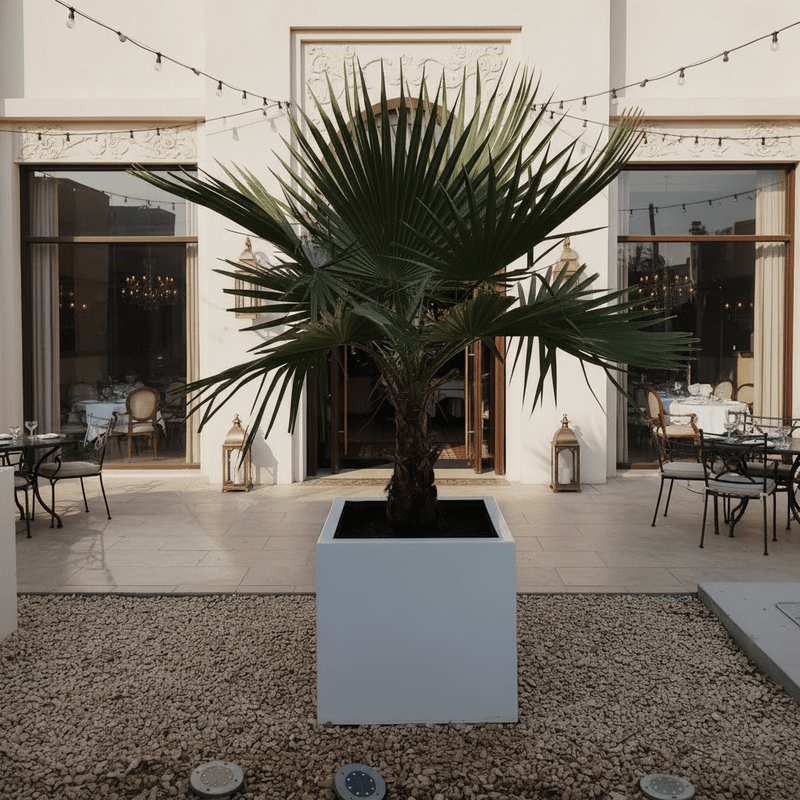 Mexican Fan Palm in Square Pot 40x40Washingtonia Robusta - Greensouq - 
