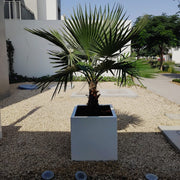 Mexican Fan Palm in Square Pot 40x40Washingtonia Robusta - Greensouq - 