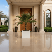 Mexican Fan Palm in Square Pot 40x40Washingtonia Robusta - Greensouq - 