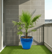 Mexican Fan Palm / Washingtonia Robusta Small 80 - 100cm - Greensouq - 