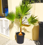 Mexican Fan Palm / Washingtonia Robusta Small 80 - 100cm - Greensouq - 