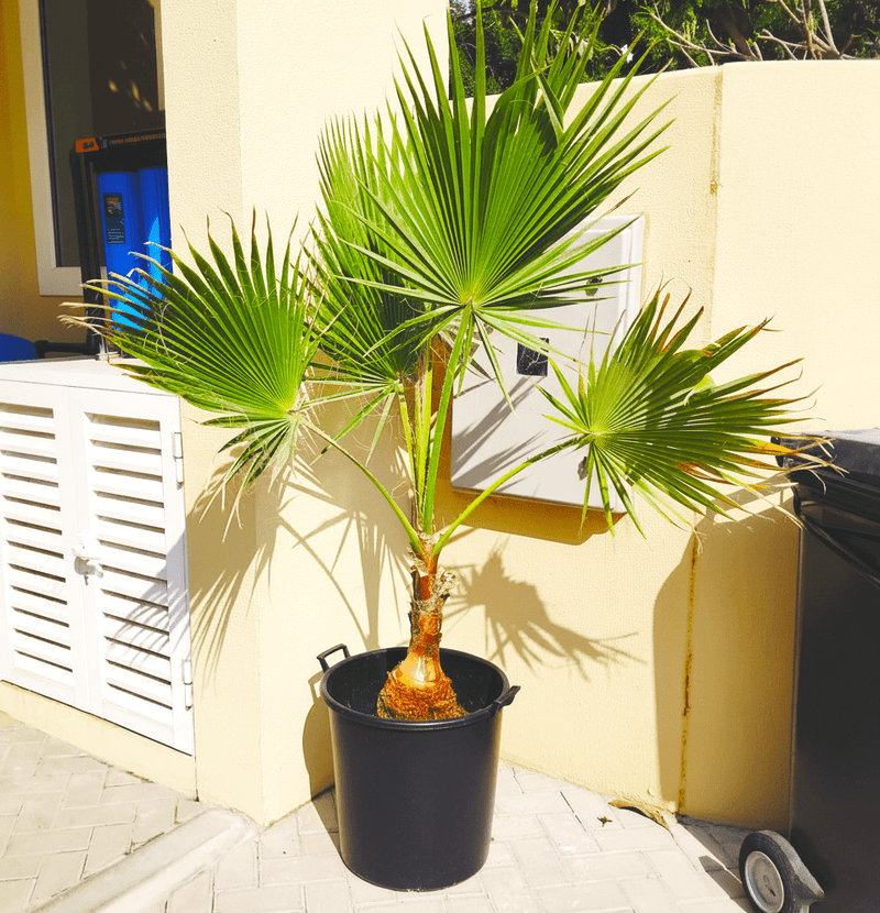 Mexican Fan Palm / Washingtonia Robusta Small 80 - 100cm - Greensouq - 