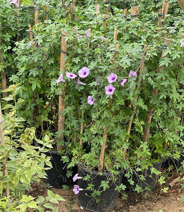 mile-a-minute vine, Messina creeper, Cairo morning glory, coast morning glory and railroad creeper