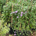 mile-a-minute vine, Messina creeper, Cairo morning glory, coast morning glory and railroad creeper
