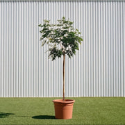 Millingtonia Hortensis - Indian Cork Tree (Jasmine Tree) | UAE’s Timeless Greens! - Greensouq -