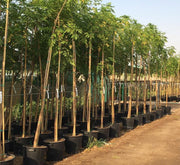 Millingtonia Hortensis "Tree Jasmine شجرة الياسمين or Indian Cork Tree" - Greensouq - 