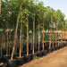 Millingtonia Hortensis "Tree Jasmine شجرة الياسمين or Indian Cork Tree" - Greensouq - 