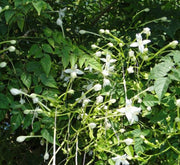 Millingtonia Hortensis "Tree Jasmine شجرة الياسمين or Indian Cork Tree" - Greensouq - 